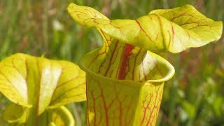 The Croatan Explorer Carnivorous Plants of The Croatan Forest [upl. by Loredana996]