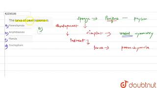 The larva of Leucosolenia is [upl. by Nolra]