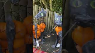 Pumpkin cats  Chester Zoo  Halloween 2024 shorts [upl. by Ettenawtna282]