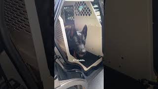 Police Dog Wont Stop Smiling Once Dad Mentions quotWorkquot  The Dodo [upl. by Ameline]