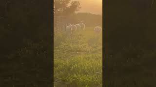 Early morning spring green Stcroixsheep katahdinsheep [upl. by Ahon]