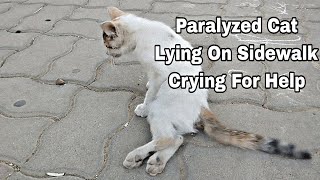 A Paralyzed Cat Lying On Sidewalk Crying For Help And No One Paid Attention Rescue [upl. by Larrabee569]