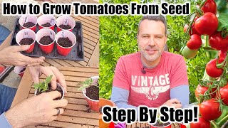 How to Grow Tomatoes at Home From Seeds [upl. by Llemar633]