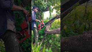 Amazing Fast Ped Kaatne Wali Machine Extreme Efficient Tree Cutting [upl. by Asenev]