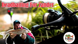 First Time Dead Baiting for Zander  UK Canal Fishing [upl. by Okiruy612]