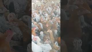 𝐓𝐞𝐥𝐚𝐧𝐠𝐚𝐧𝐚 𝐩𝐨𝐮𝐥𝐭𝐫𝐲 𝐟𝐚𝐫𝐦 poultry farm Natu Kolla pempakam in Telugu mutton chicken [upl. by Ramah]