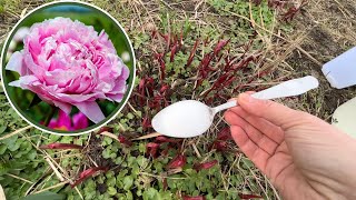 How to fertilize peonies in spring [upl. by Hospers993]