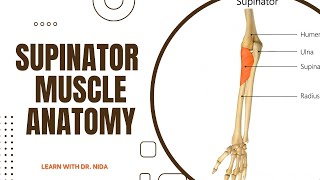 Supinator Muscle Anatomy  Anatomy Lecture Series  Muscles [upl. by Saunder]