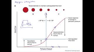 Myogenic autoregulation of blood flow [upl. by Mcclure]