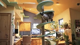 Man Turns His House Into Indoor Cat Playland and Our Hearts Explode [upl. by Atiuqihc74]