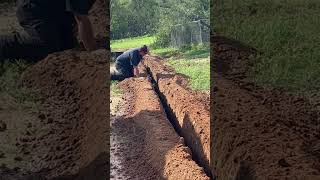 Duck falls into shallow trench in Texas [upl. by Hairahcez963]