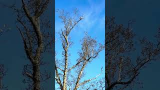 Redtailed Hawk perched high birdwatching nature wildlife [upl. by Martinic]