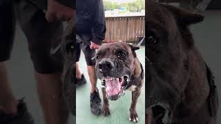 PRESA COM MUITO TEMPERAMENTO presacanario pitbull canecorso [upl. by Vardon770]