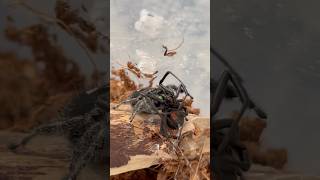 Jumping spider vs Black Widow😈😱bugs nature insects insectlovers bugwars blackwidow [upl. by Imoyik]