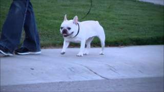 Hip dysplasia in french bulldog [upl. by Adlai]