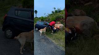 40K❤️Subscriber😂🤣Kandipa twist iruku😂watch till end labrador doglover goldenretriever puppy [upl. by Adnarym]