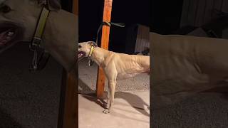 Racer 🤯 greyhound dog greyhounddog [upl. by Fidel]