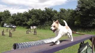 Olly the Jack Russell  Training [upl. by Wilmott]