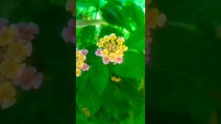 Lantana camara flower Beautiful viewshortvideo nature [upl. by Cordalia485]