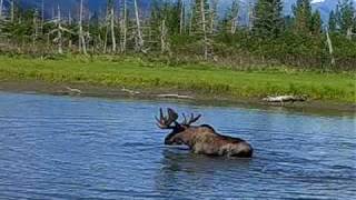 Monster Alaska bull moose taken at 30 yards then a grizzly [upl. by Silverman]