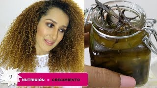 ACEITE CRECE PELO DE ROMERO🥦 para el Crecimiento del Cabello Rizado Lacio y en Transición😱 [upl. by Anned46]