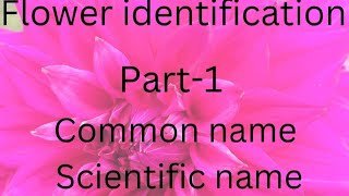 flower identification40 🌼 their common name scientific name and family shorts fyp knowledge [upl. by Nennek]