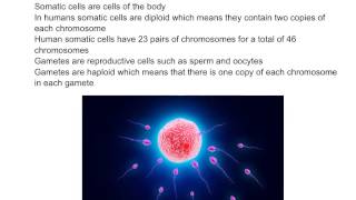 Somatic Cells vs Gametic Cells [upl. by Sosthena38]