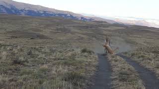 Puma stalking and killing a Guanaco in Torres del Paine National Park southern Chile [upl. by Fisken812]