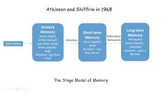 The Stage Model of Memory  Psychology [upl. by Nennek]