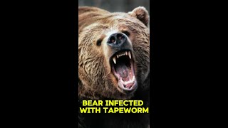 Bear Infected With Tapeworm shorts [upl. by Oiragelo]