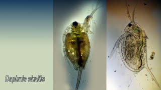 Daphnia similis [upl. by Connell]