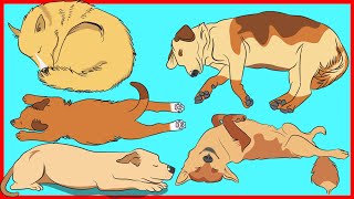 Dog Sleeping Positions and What They Reveal About Your Dog [upl. by Ecertak36]