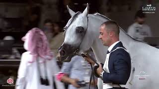 N 85 FAKHR ALBATEEN Global Champions Arabians Tour Muscat Stallions 4 Years Old Section B Class [upl. by Nnylyrehc176]