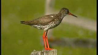 Rödbena  Tringa totanus  Common Redshank  ljudsound [upl. by Akeimahs956]