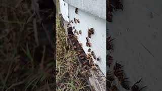 Honeybee Evening Commute honeybees beekeeping savethebees [upl. by Alejoa]