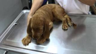 Educational Video Cocker Rage  Female 4monthold pup bites the vet [upl. by Anahir]