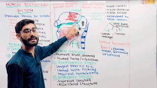 Respiratory System Anatomy of Nose❤️👍 [upl. by Ardnuahc]