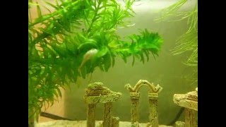 Triops im Aquarium [upl. by Eulalee]