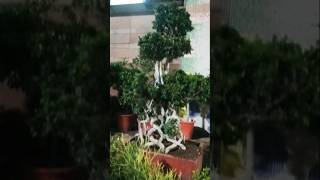 DIY Ficus Plant with Roots Easy Propagation Tips 🌿 [upl. by Ainehs]