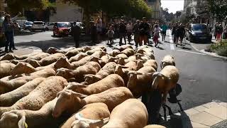 Sarlat 24  un troupeau de 250 brebis débarque en ville [upl. by Knick]