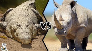 Crocodile vs Rhinoceros  Who Would Win a Fight [upl. by Areema46]