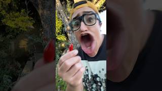 Avocado From Mexico 😭 comedy funny viral [upl. by Freytag502]