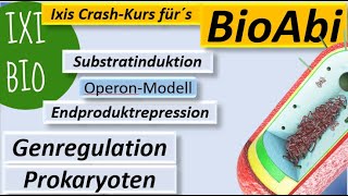 Genregulation bei Prokaryoten Substratinduktion  Endproduktrepression  LacOperonModell  BioAbi [upl. by Tarrah943]