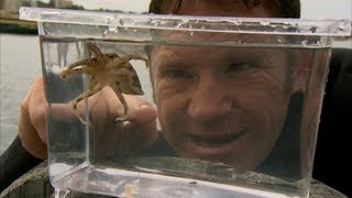 The Venomous Blue Ringed Octopus  Deadly 60  BBC Earth [upl. by Haman]