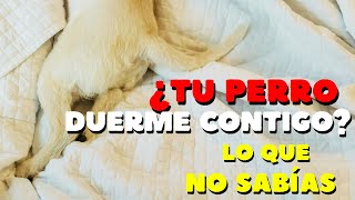 ¿Por qué tu perro duerme contigo 6 COSAS que NO sabías 🐶🛏️ [upl. by Pall]