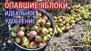 Как использовать опавшие яблоки как удобрение для обильного урожая огурцов кабачков тыквы [upl. by Naji]