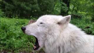 Atka Lets Loose An Epic Yawn [upl. by Donovan]