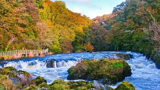 Cenarth Falls River Walk Newcastle Emlyn Wales 2024 [upl. by Jacobs]