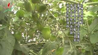 19虎尾溫室玉女蕃茄，設施的農作物種植可以穩定產量但首重技術與管理 [upl. by Garate]