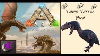 ARK Survival Ascended TAME TERROR BIRD  MAP SCORCHED EARTH  MHG 4K 16 [upl. by Ocko565]